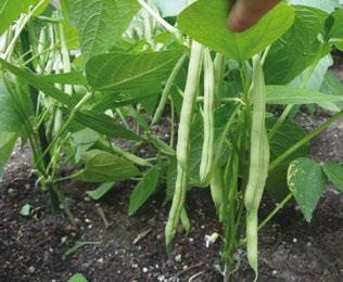 Square Foot Planting Square Food Planting Guide Here is specific information on how to grow different types of vegetables.