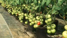 Tomatoes Higher Quality & Value locally grown vine