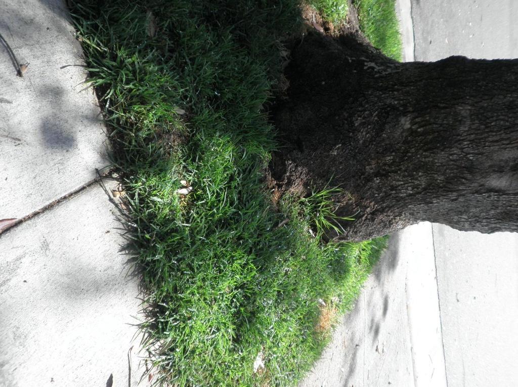 1942 Euclid Street, con t Root pruning for new sidewalk is a possible disease entryway.