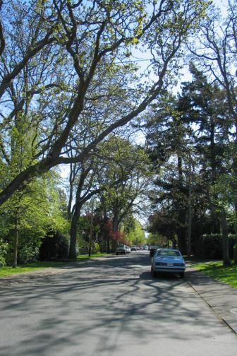 Stormwater Savings / Yr for Citywide street tree collection in City of North Vancouver Total Rainfall Interception: 1.