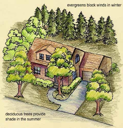 Benefits of Street Trees Reduces Urban Heat Island Effect. Saves electricity. Saves natural gas.