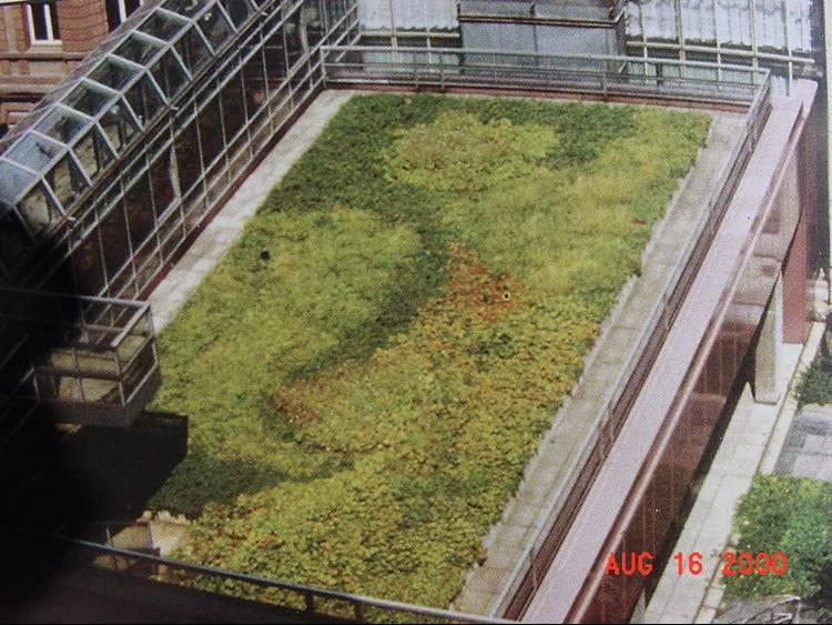 Extensive Green Roofs Extensive green roofs more common lightweight system media layer is 2-6 inches thick.