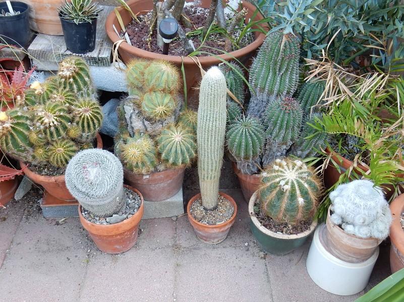 At a rough count, we are looking at about 75 cactus and succulents.