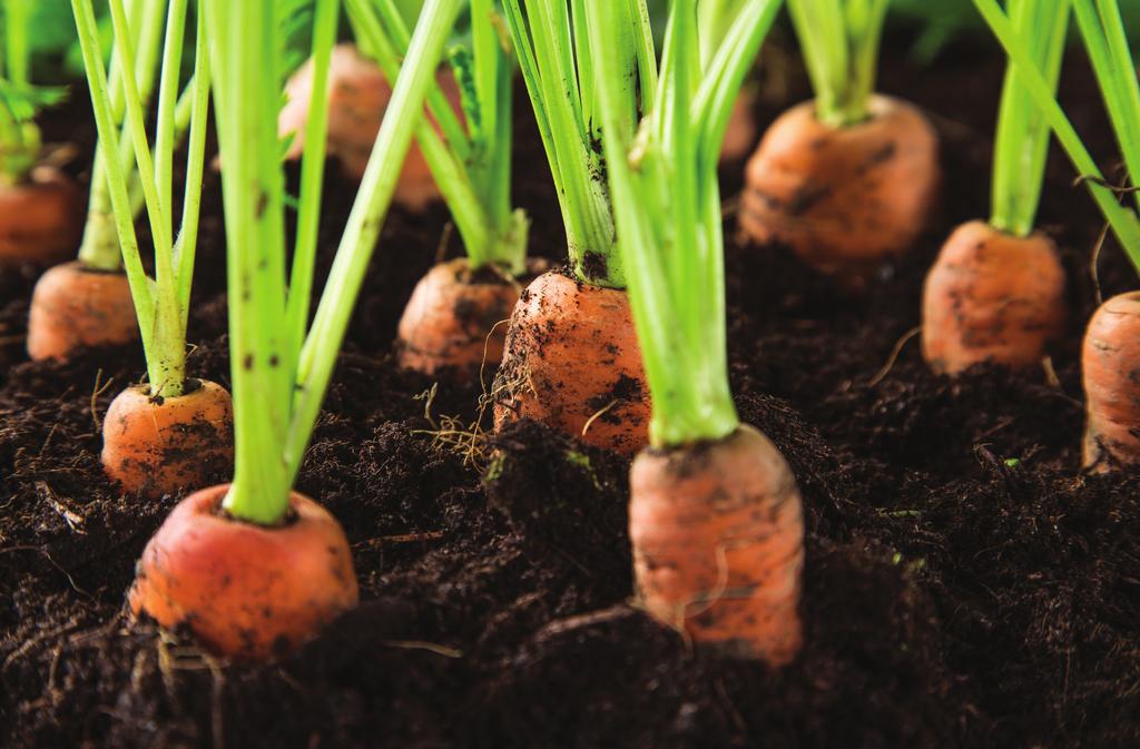JUNE 2018 OPTIMISING CROP THE IMPORTANCE OF ESTABLISHING A GOOD CROP A key factor in maximising the yield of carrots for processing is promoting the establishment of rapid and uniform early crop.