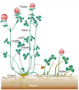A switch to reproduction As leaves senesce, plant hormones stimulate reproductive growth: Stems develop Fewer leaves are produced A flower stalk (culm) expands A seedhead (inflorescence) is produced.