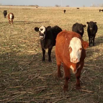 Rotational Grazing & Nutrient Recycling Grazing animals excrete in their feces and urine between 70 and 90% of N, P, and K they consume from forage Rotational grazing provides better