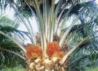 GREEN Surfactants Palm, Coconut etc.
