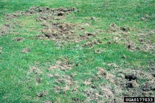 Animals, such as skunks, crows, and foxes eat grubs and will dig holes in the turf to reach them.