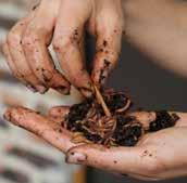 Vemiculture Vermiculture uses earthworms to turn food scraps into worm castings, which can be used for fertilizer.
