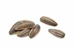 Seeds We Eat GK+up Objective Background Materials Preparation Activity Learners will explore the parts of a seed and taste common seeds.