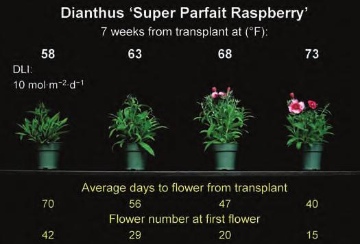 At Michigan State University (MSU), we have performed experiments with many seed-propagated annuals to quantify the effects of temperature and DLI on flowering and the impacts of different cropping