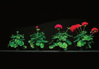 by matthew blanchard and erik runkle MOST bedding plants are produced in heated greenhouses from January through May, when high energy inputs can be required to maintain a desirable temperature.