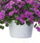long days (for example, petunia). Other plants are day neutral (not affected by photoperiod).