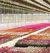 Plants in our experi- Total Commitment to Your Future With Unmatched Innovation, Selection & Quality!