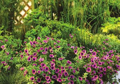 For example, in New York, pentas would consume the least amount of energy per crop at 73 or 79 F and verbena at 68 F.
