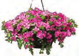 For the same location and market date, ageratum, angelonia, browallia, cosmos, seed geranium, pentas, verbena, vinca, wax begonia and zinnia would consume less energy for heating at 73 to 79 F versus