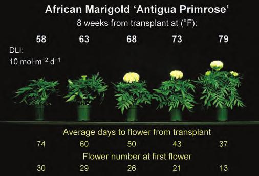 Energy-Efficient Annuals Timing Marigolds In part three of a 12-part series, researchers from Michigan State University present research-based information for scheduling annuals in a more