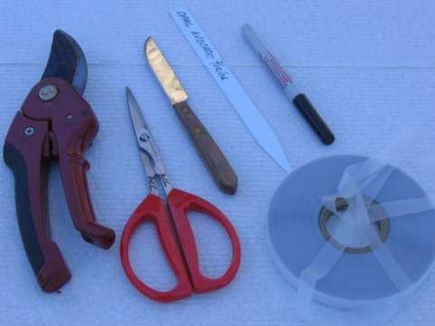 Tools & Materials Pruners Grafting knife Grafting