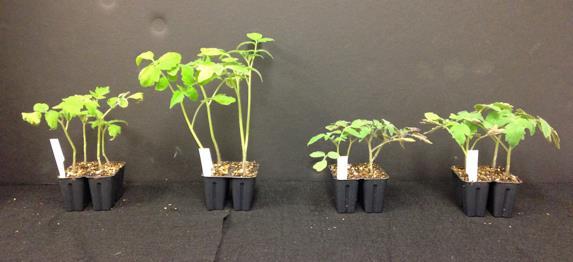 New issue: Some tomato genotypes sensitive to UV-deficient light