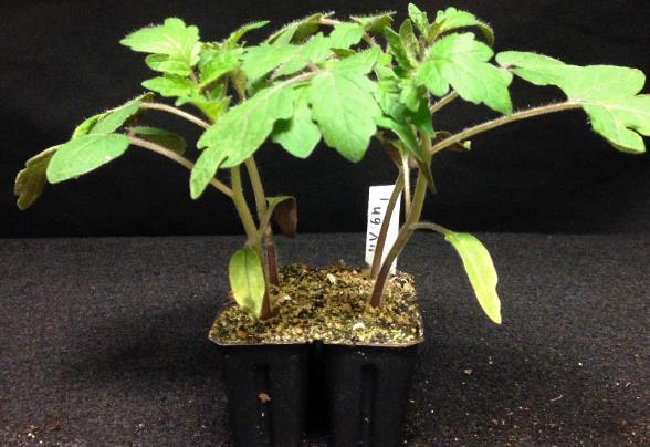 cultivars or rootstocks Providing minimum UV-B light in the
