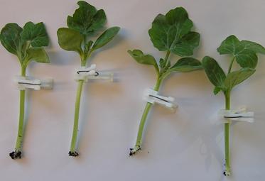 grafted seedlings after healing Fig. A-7.