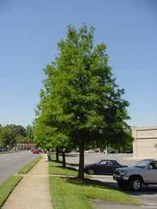 Current Ordinance Provisions Tree Planting in Commercial