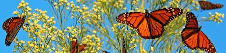 INTRODUCTION TO MONARCH HABITATS: THE MONARCH WAYSTATIONS PROGRAM contributing to monarch conservation, an effort that will help assure the preservation of the species and the continuation of the