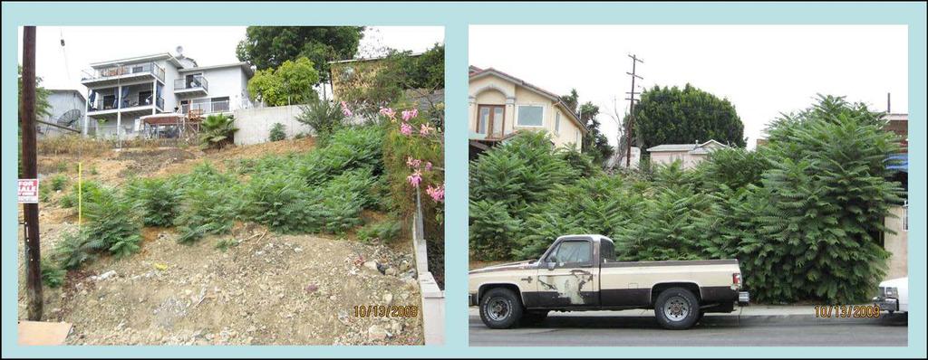 (Images Courtesy Jim Wiseman) Figure 4: These two images show Tree-of-Heaven, a highly invasive plant found on many properties in Los Angeles County.