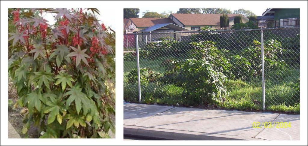 EXHIBIT 7 Invasive Weed Information, Part 1 Figure 1: This is Castor Bean, a tough and difficult to control plant found on many vacant lots in Los Angeles County.
