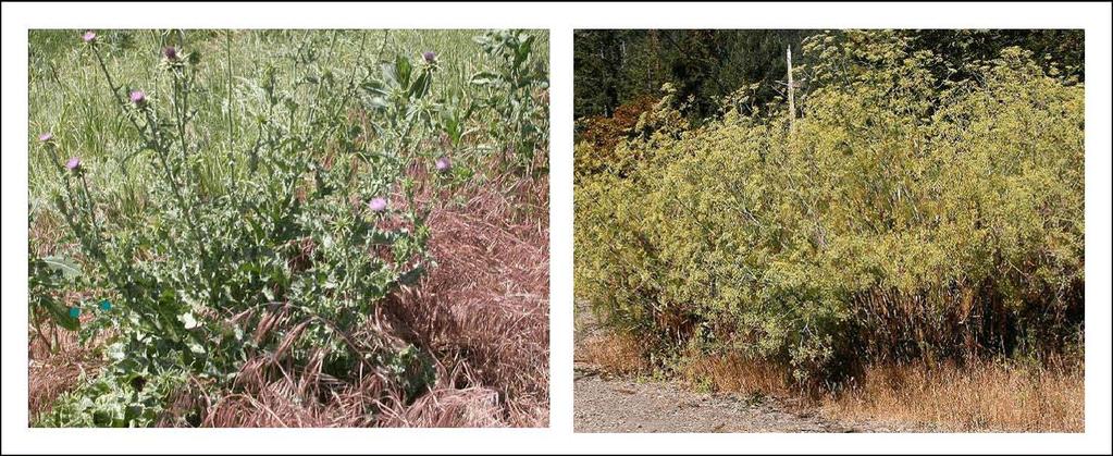 (Images courtesy Greg Manassarian) Figure 2: These images show two invasive weeds that are very common on vacant lots in Los Angeles County. The image on the left is Milk Thistle.
