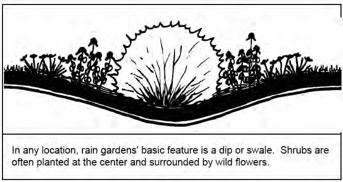 How Do Rain Gardens Work?