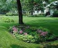 chemicals than traditional lawns Rain gardens capture runoff from impervious areas such as