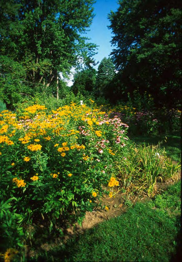 Why are Rain Gardens Important?