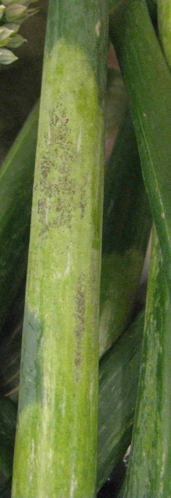 Onion Downy Mildew Peronospora destructor = oomycete Wild & cultivated Allium spp. Obligate biotroph = only infects living tissue 2 spore types: 1. Sporangia = asexual, wind- & splashdispersed 2.