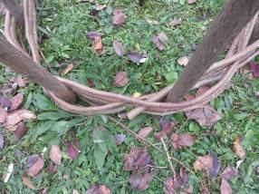 2. Alternative Solutions. 3. Construction of the inner circle of your composting unit. Sharpen the ends of your about 8 Salix branches and stick them in the ground until they are tight.