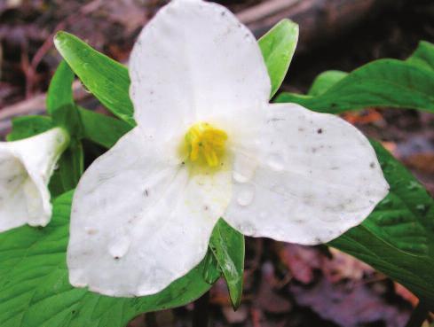 This native Trillium can be purchased at many local gardening stores and would make an excellent addition to a garden We re happy to have