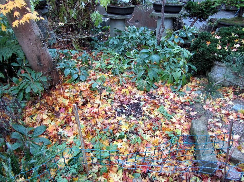 The recent gales and freezing weather have brought down another lot of leaves so we have been leaf lifting