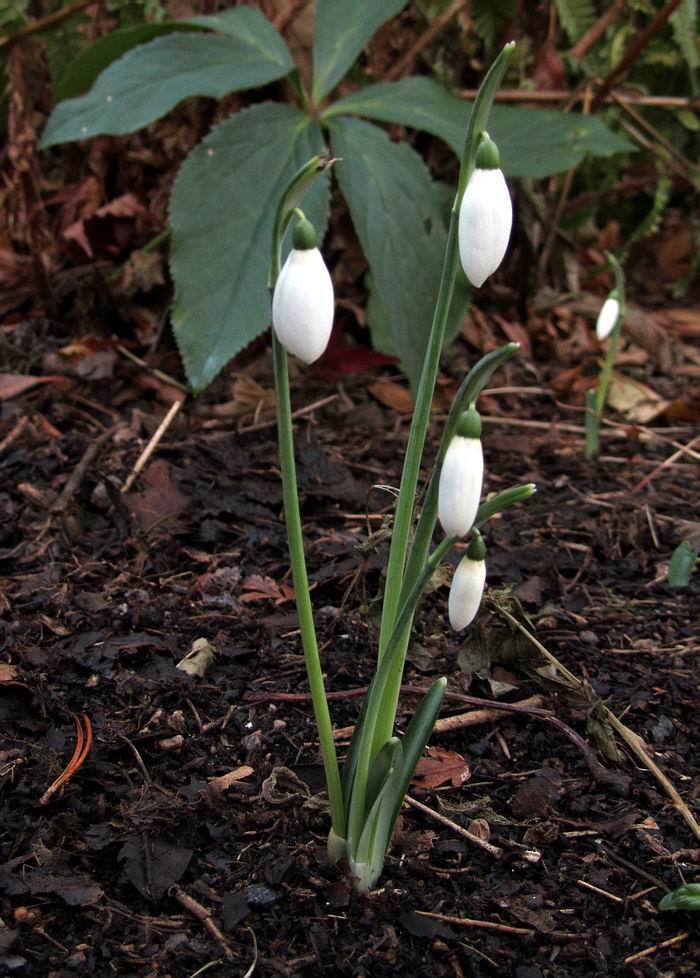 The first snowdrop flowers