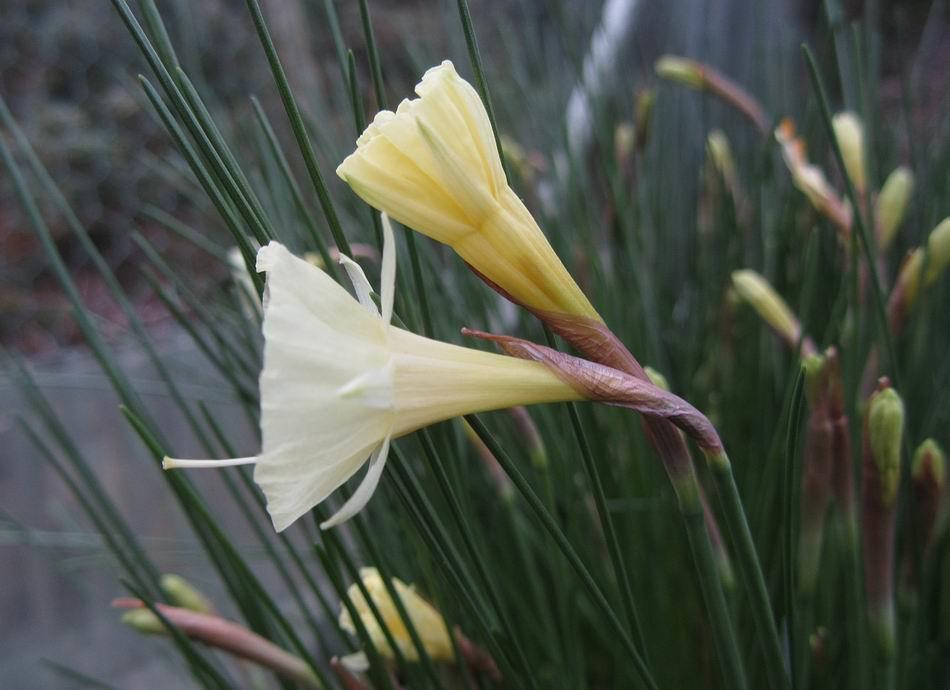 The mild conditions are encouraging many more Narcissus flowers to start emerging.