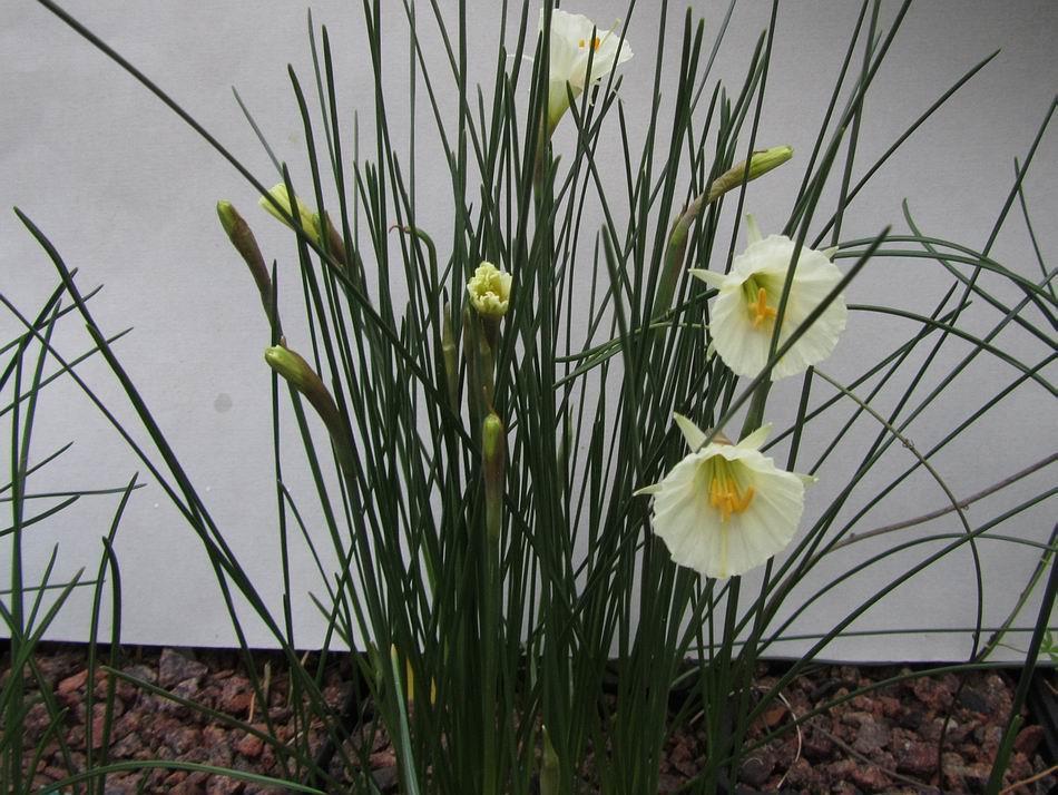 the summer that helped ripen the flower buds. These are the first flowers of Narcissus romieuxii mesatlanticus to open.