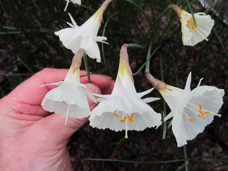 I have positioned a Narcissus Camoro flower below the larger more flared and frilly edged