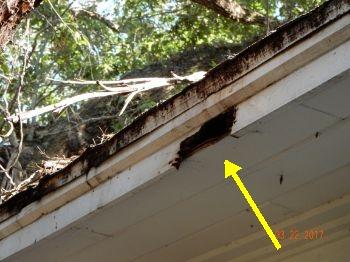 3. Rafters & Ceiling Roof has leaks and needs replacement.