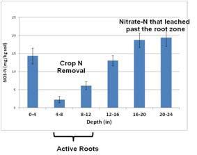 (Cont d from page 10) Figure 2. Nitrate removal by spinach. Nitrate removal is greatest at in the 4-12 inches deep in the soil.