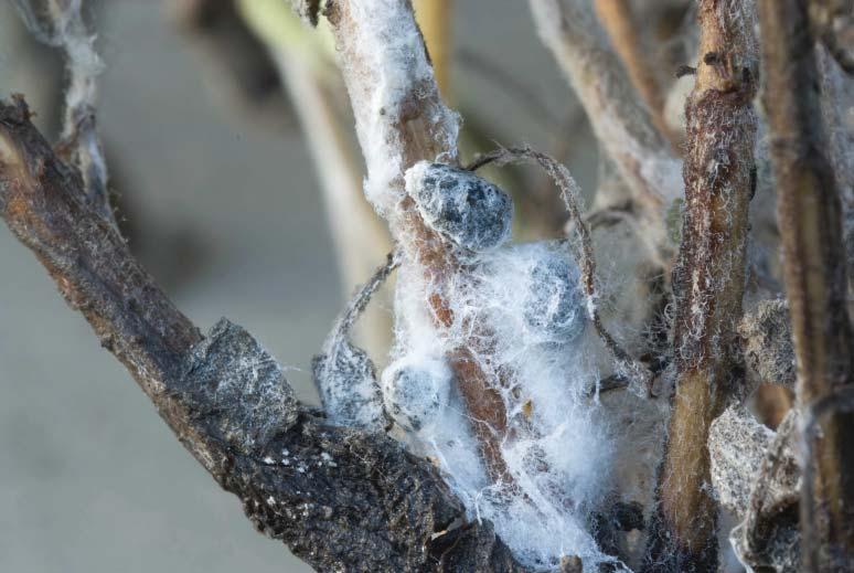 (Cont d from page 14) Photo 2: In advanced cases of white mold, the fungus produces