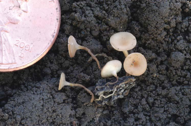 (Cont d from page 15) Photo 4: Under suitable conditions, the Sclerotinia sclerotiorum