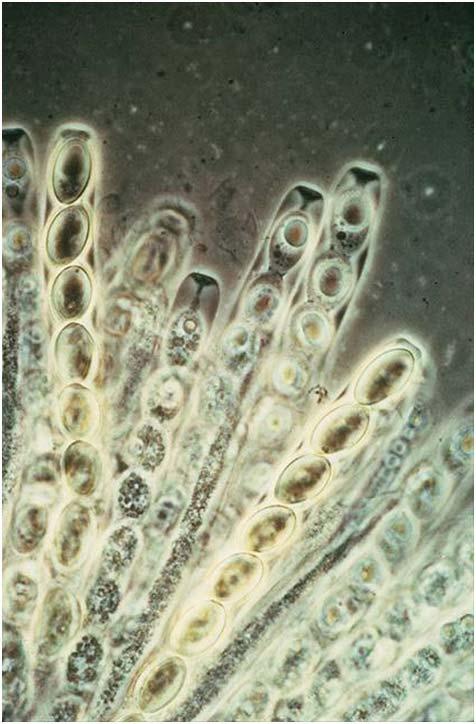Photo 5: Apothecia of Sclerotinia sclerotiorum will release ascospores, shown here stacked