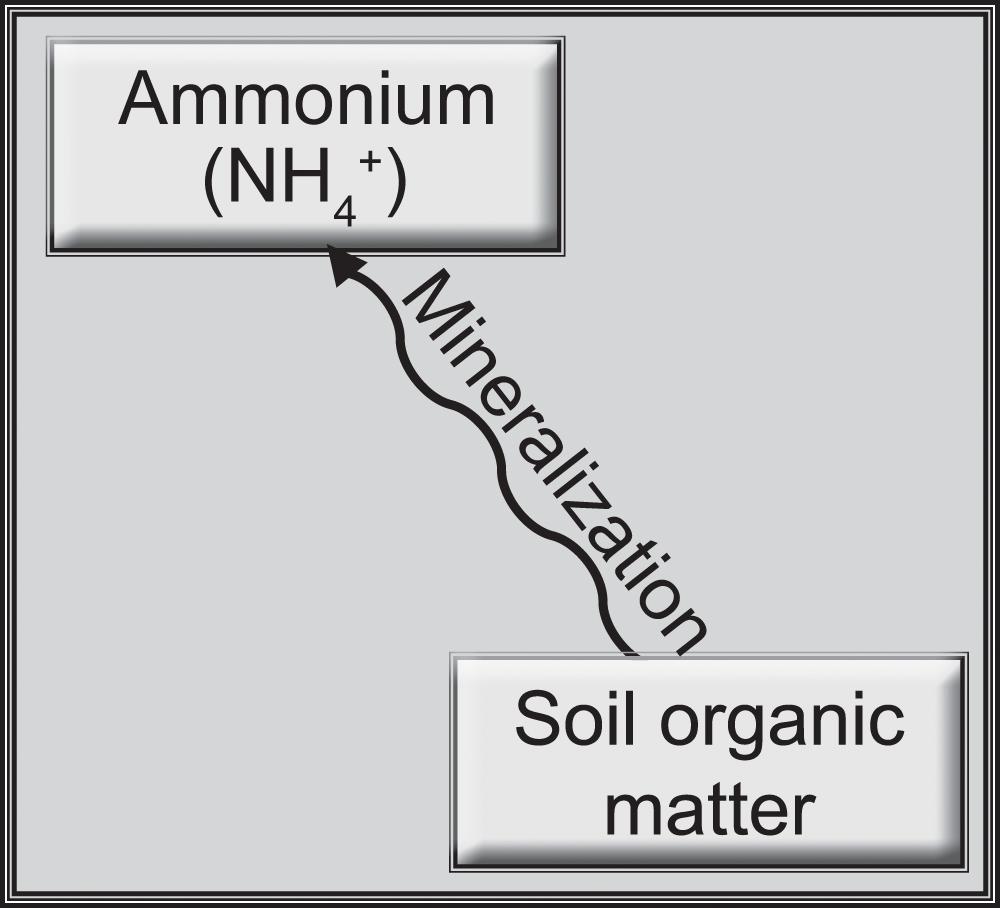 Mineralization in soils Nitrogen, as we have stated, is very dynamic and subject to many different processes.