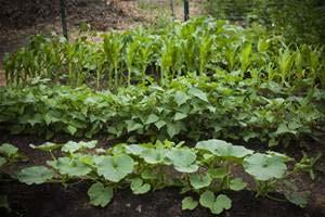 Intercropping of Beans/Peas Pole or climber beans AND peas are great to add between rows of shorter plants Add to