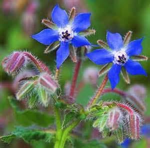 Plants Will Increase Some Plant Compounds in Another Borage will increase the