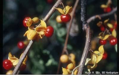 roundleaved or Asian bittersweet, is a climbing, woody perennial vine.